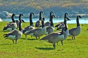 Gaggle of Geese